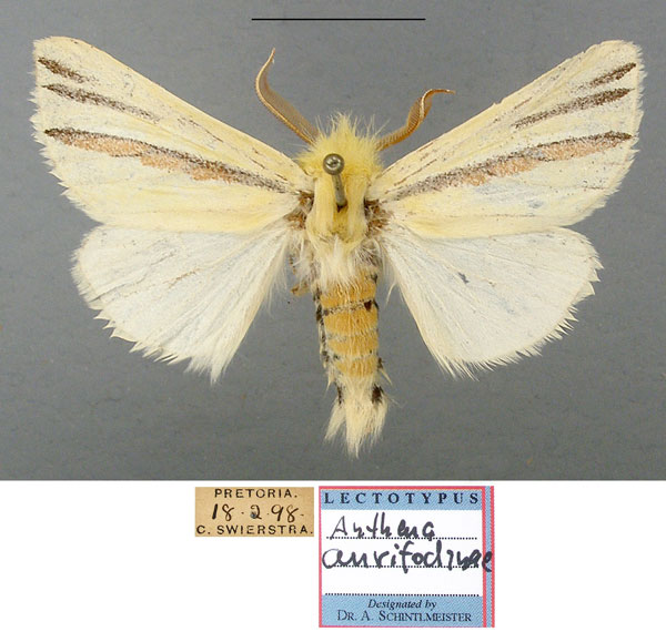 /filer/webapps/moths/media/images/A/aurifodinae_Rigema_LT_TMSA.jpg
