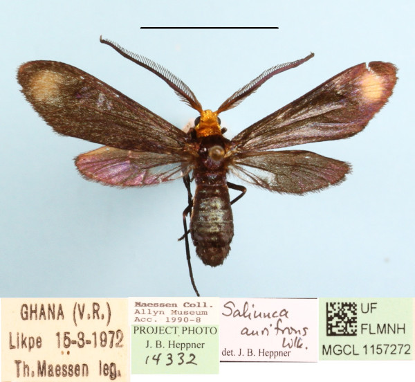 /filer/webapps/moths/media/images/A/aurifrons_Saliunca_A_MGCLa_01.JPG