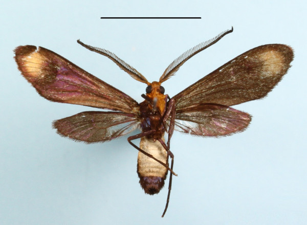/filer/webapps/moths/media/images/A/aurifrons_Saliunca_A_MGCLb_01.JPG