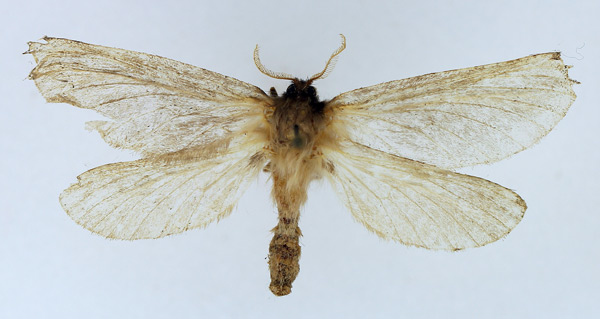 /filer/webapps/moths/media/images/A/aurifuscata_Gorgopis_AF_TMSA.jpg