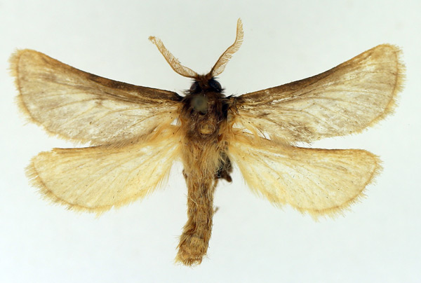 /filer/webapps/moths/media/images/A/aurifuscata_Gorgopis_AM_TMSA.jpg