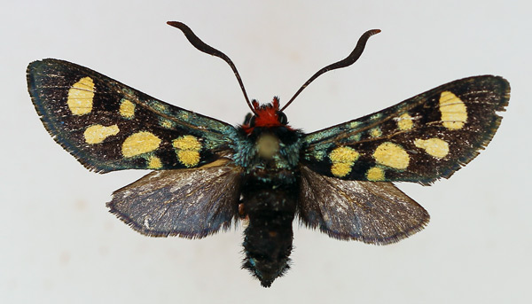 /filer/webapps/moths/media/images/A/auriguttata_Arniocera_AF_TMSA.jpg