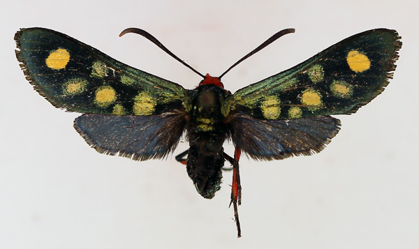 /filer/webapps/moths/media/images/A/auriguttata_Arniocera_AM_TMSA.jpg