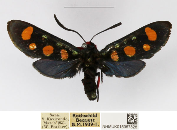 /filer/webapps/moths/media/images/A/auriguttata_Arniocera_A_NHMUK_01.jpg