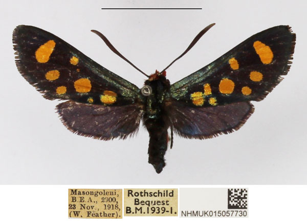 /filer/webapps/moths/media/images/A/auriguttata_Arniocera_A_NHMUK_04.jpg