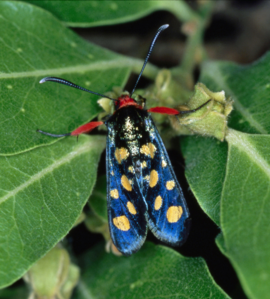 /filer/webapps/moths/media/images/A/auriguttata_Arniocera_A_Roland_01.jpg
