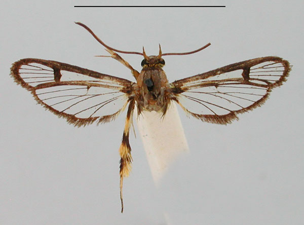 /filer/webapps/moths/media/images/A/auripes_Synanthedon_HT_BMNH_KBLviSd.jpg