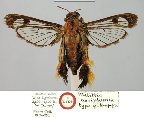 /filer/webapps/moths/media/images/A/auriplumia_Melittia_HT_BMNH.jpg