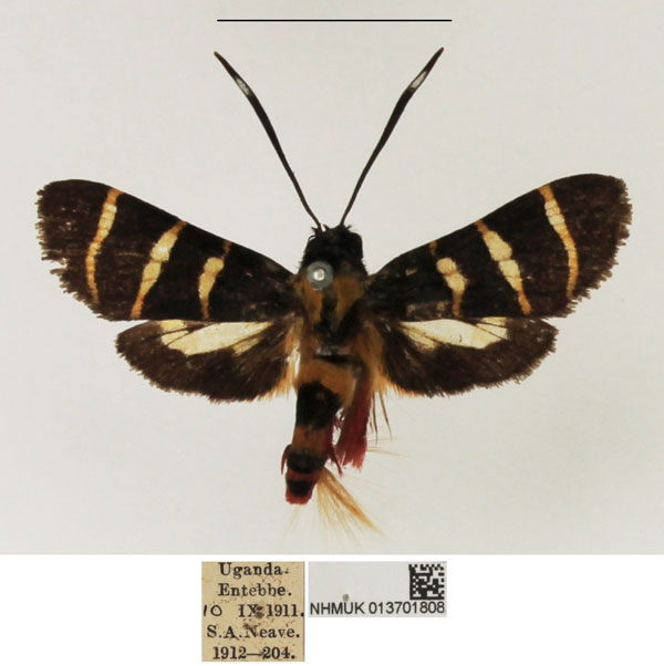 /filer/webapps/moths/media/images/A/auristrigata_Trichobaptes_AM_NHMUK.jpg