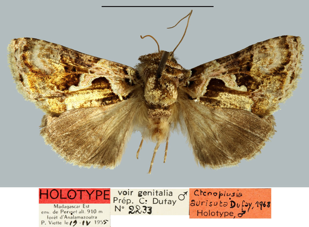 /filer/webapps/moths/media/images/A/aurisuta_Plusia_HT_MNHN.jpg