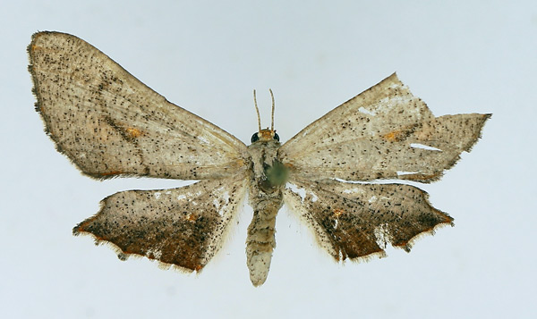 /filer/webapps/moths/media/images/A/aurivena_Coenina_AF_TMSA.jpg