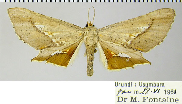 /filer/webapps/moths/media/images/A/aurivena_Coenina_AF_ZSM.jpg