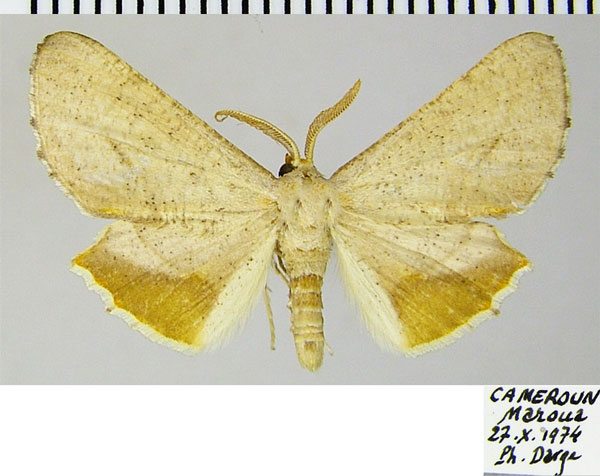 /filer/webapps/moths/media/images/A/aurivena_Coenina_AM_ZSM.jpg