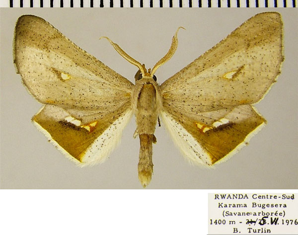 /filer/webapps/moths/media/images/A/aurivena_Coenina_AM_ZSMa.jpg