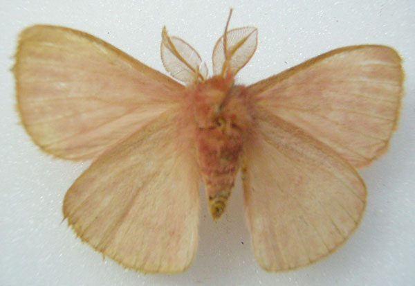 /filer/webapps/moths/media/images/A/aurivillii_Decachorda_HT_NHMUKb.jpg