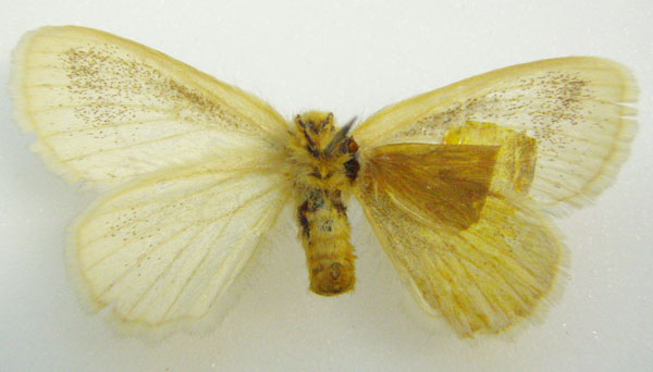 /filer/webapps/moths/media/images/A/aurivillii_Stybolepis_HT_NHMUKb.jpg
