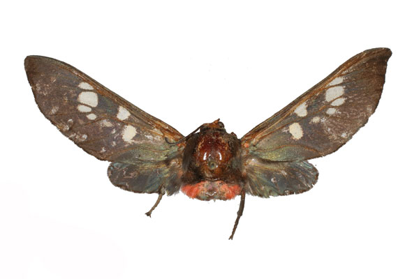 /filer/webapps/moths/media/images/A/aurivilliusi_Balacra_HT_RMCA_01.jpg