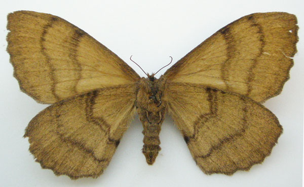 /filer/webapps/moths/media/images/A/aurivilliusi_Jana_HT_NHMUKb.jpg