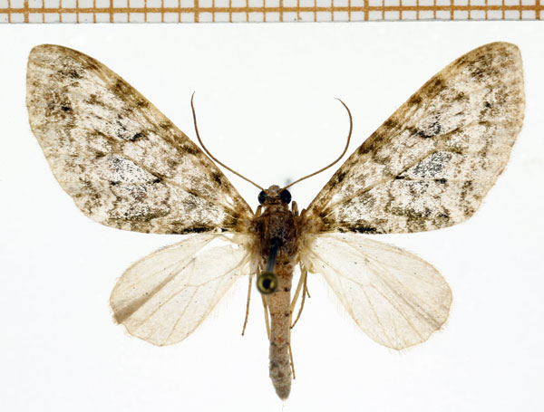 /filer/webapps/moths/media/images/A/aurivilliusi_Lobidiopteryx_A_DePrins_02.jpg