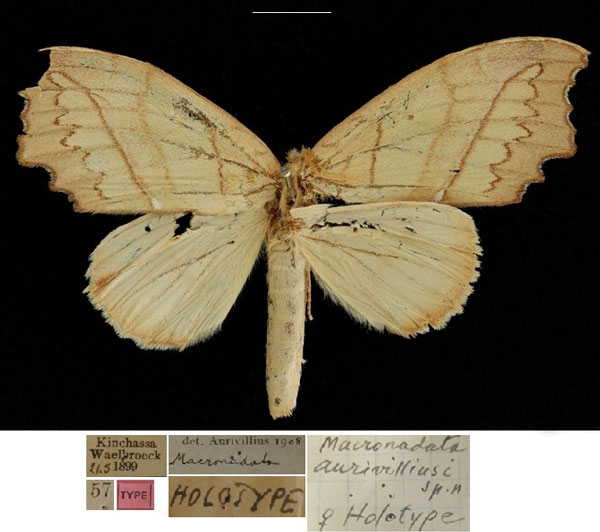 /filer/webapps/moths/media/images/A/aurivilliusi_Macronadata_HT_RBINSa.jpg