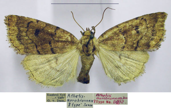 /filer/webapps/moths/media/images/A/aurobrunnea_Athetis_AT_TMSA.jpg