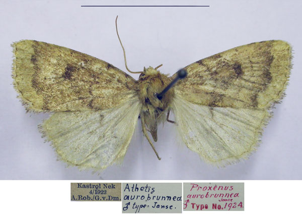 /filer/webapps/moths/media/images/A/aurobrunnea_Athetis_HT_TMSA.jpg