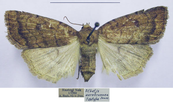 /filer/webapps/moths/media/images/A/aurobrunnea_Athetis_PTF_TMSA.jpg