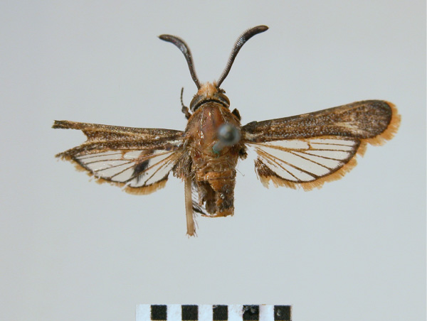 /filer/webapps/moths/media/images/A/aurociliata_Melittia_HT__SNHM.jpg