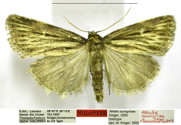 /filer/webapps/moths/media/images/A/aurogrisea_Athetis_HT_TMSA.jpg