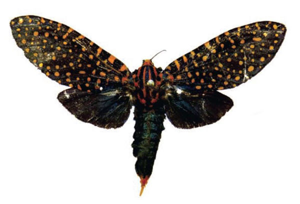 /filer/webapps/moths/media/images/A/auroguttata_Paralophonotus_AF_RMCA_01.jpg