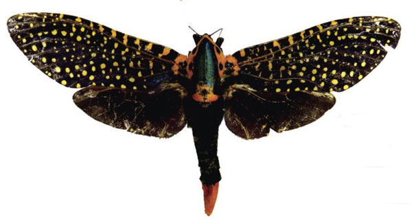 /filer/webapps/moths/media/images/A/auroguttata_Paralophonotus_AF_RMCA_02.jpg