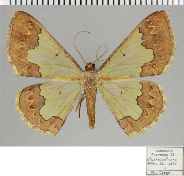 /filer/webapps/moths/media/images/A/aurolineata_Zamarada_AF_ZSM.jpg