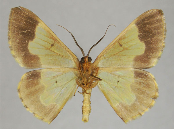 /filer/webapps/moths/media/images/A/aurolineata_Zamarada_AM_ZSMb.jpg