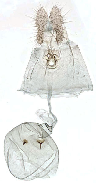 /filer/webapps/moths/media/images/A/auromarginea_Simpligena_GFPT_NHMO.jpg