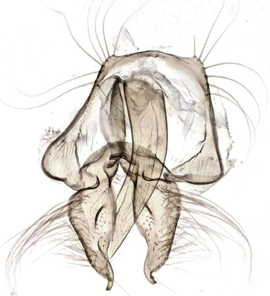 /filer/webapps/moths/media/images/A/auromarginea_Simpligena_GMHT_NHMO.jpg