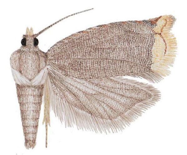 /filer/webapps/moths/media/images/A/auromarginea_Simpligena_PTF_NHMO.jpg