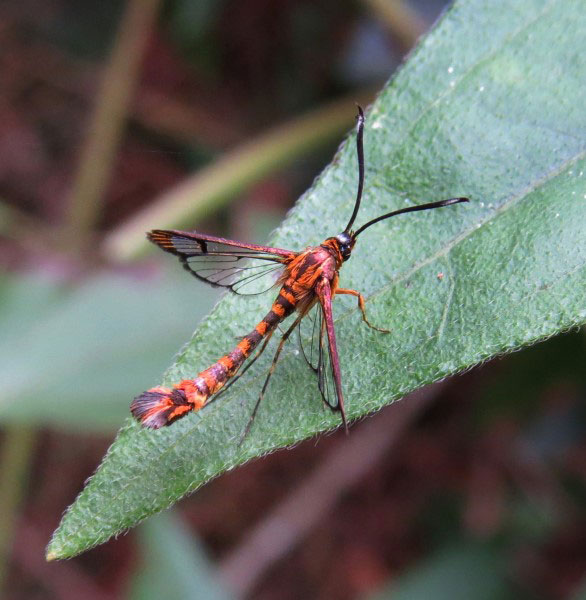 /filer/webapps/moths/media/images/A/auronitens_Chamanthedon_AM_Bergsma.jpg