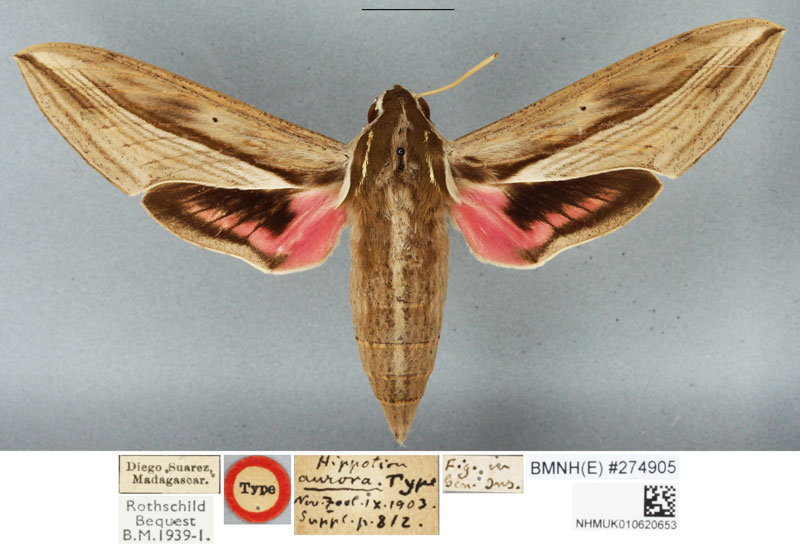 /filer/webapps/moths/media/images/A/aurora_Hippotion_HT_BMNH.jpg