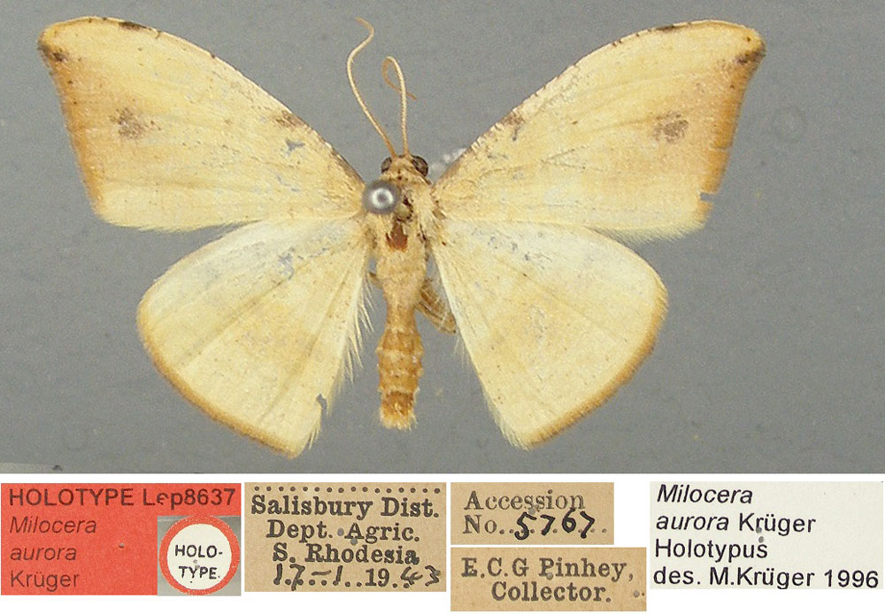/filer/webapps/moths/media/images/A/aurora_Milocera_HT_TMSA.jpg