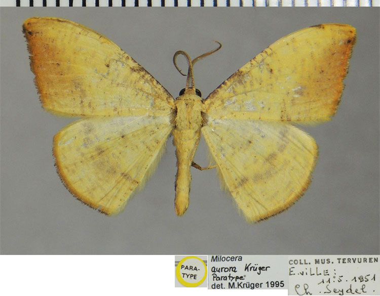 /filer/webapps/moths/media/images/A/aurora_Milocera_PTM_ZSMa.jpg