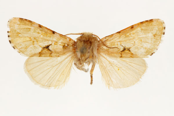/filer/webapps/moths/media/images/A/aurora_Nyodes_PT_RMCA_02.jpg