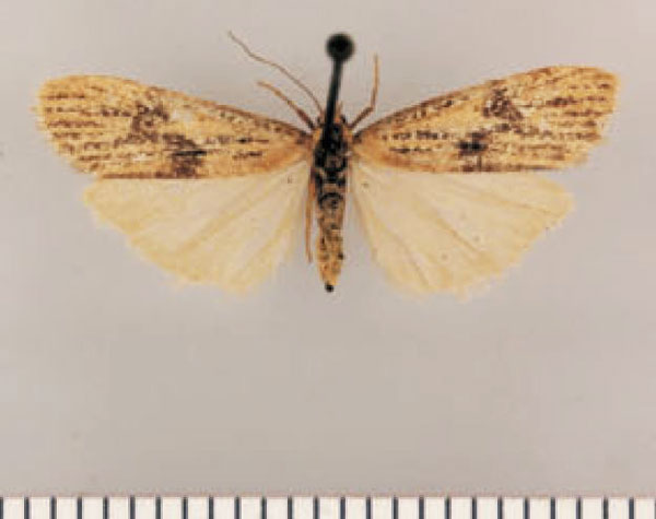 /filer/webapps/moths/media/images/A/aurora_Pasteosia_HT_TMSA.jpg