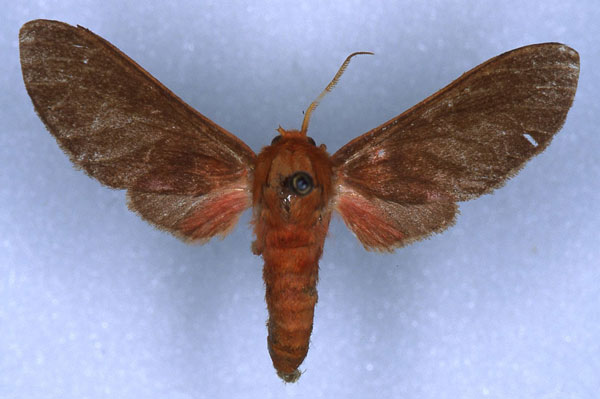 /filer/webapps/moths/media/images/A/aurora_Rhipidarctia_AT_RMCA_01.jpg