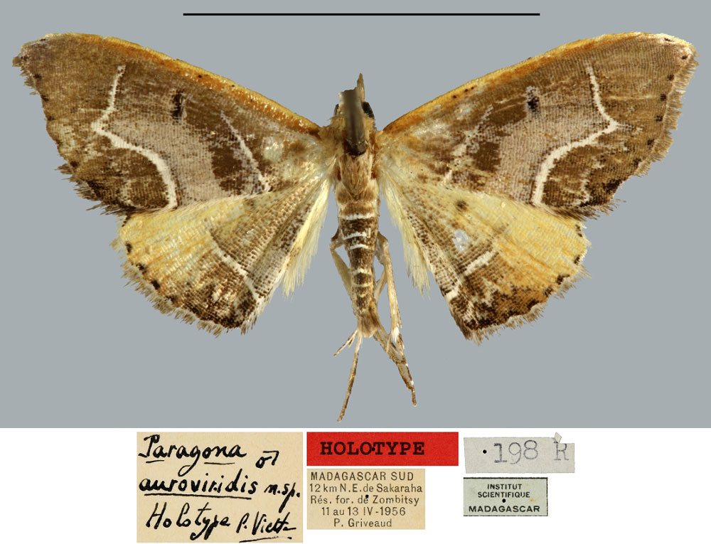 /filer/webapps/moths/media/images/A/auroviridis_Paragona_HT_MNHN.jpg