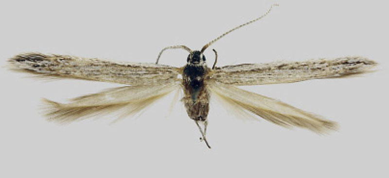 /filer/webapps/moths/media/images/A/ausensis_Coleophora_HT_BMNH.jpg