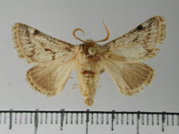 /filer/webapps/moths/media/images/A/austera_Astatophlebia_HT_NMNW.jpg