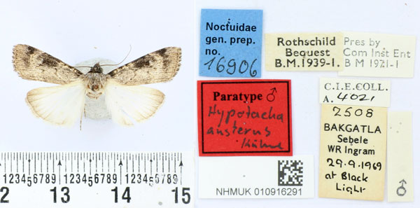 /filer/webapps/moths/media/images/A/austera_Hypotacha_PT_BMNH.jpg