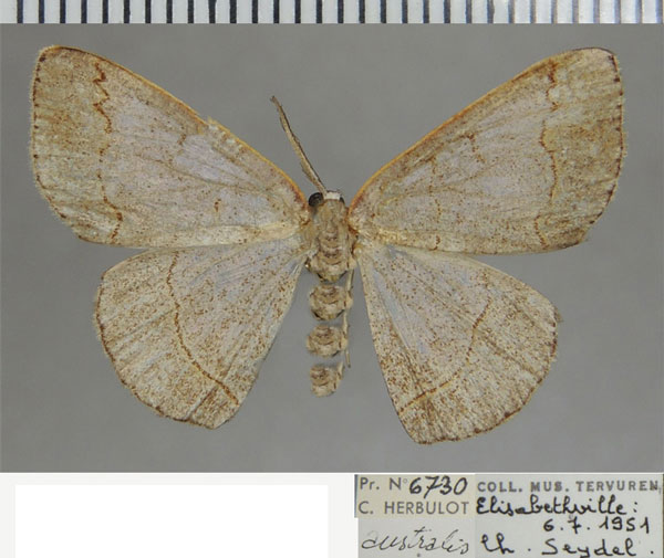 /filer/webapps/moths/media/images/A/australis_Cacostegania_AM_ZSM.jpg