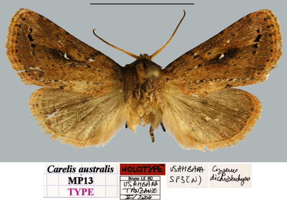 /filer/webapps/moths/media/images/A/australis_Carelis_HT_MNHNa.jpg