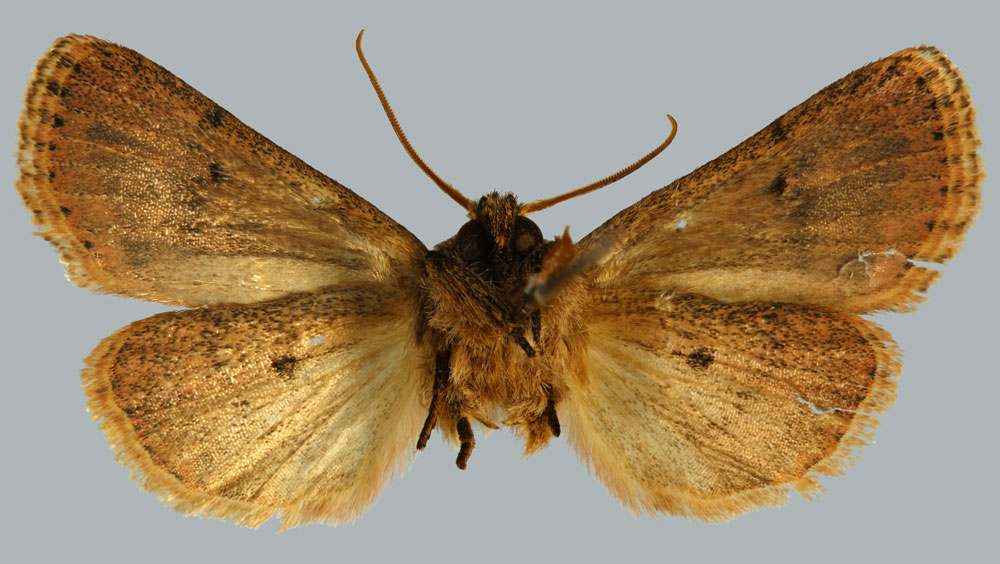 /filer/webapps/moths/media/images/A/australis_Carelis_HT_MNHNb.jpg